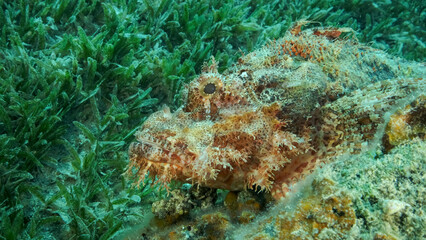 Scorpion fish lie on the reef. Bearded Scorpionfish (Scorpaenopsis barbata).Red sea, Egypt