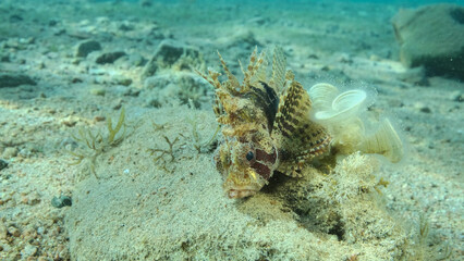 Zebra Lionfish lies on sandy bottom. Front portrait. Zebra Lionfish or Red Sea dwarf lionfish (Dendrochirus zebra, Dendrochirus hemprichi). Red sea, Egypt