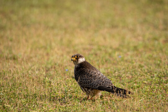 Amur Falcon