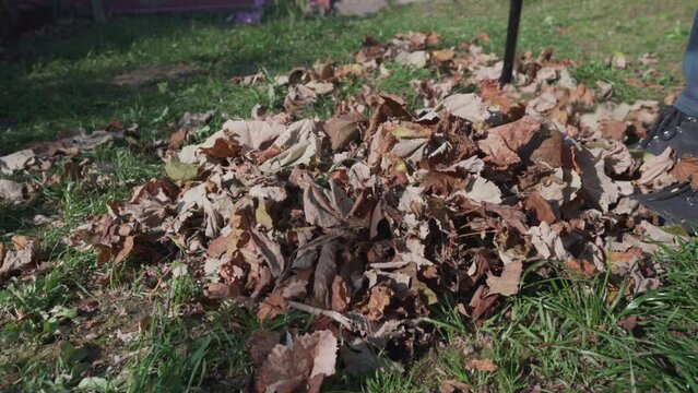 Janitor with rake sweeps fallen dry leaves in autumnal garden. Yardman working on backyard.