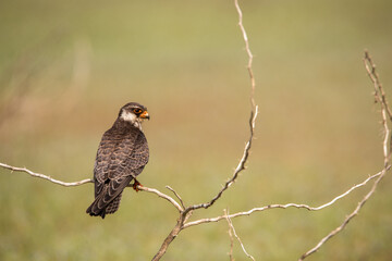 Amur Falcon