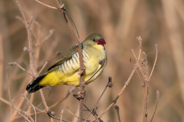 A green avadavat or green munia (Amandava formosa) observed in Mount Abu in Rajasthan, India