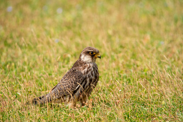 Amur Falcon
