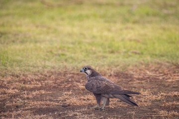 Laggar Falcon