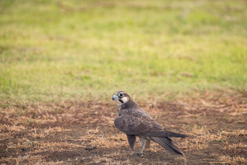 Laggar Falcon