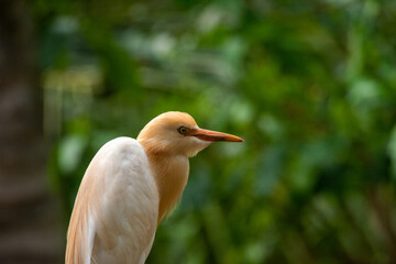 Cattle Egret