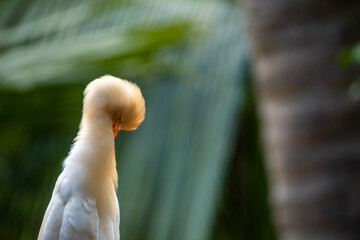 Cattle Egret