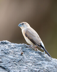 A Indian silverbill or white-throated munia (Euodice malabarica) spotted at Mount Abu in Rajasthan, India