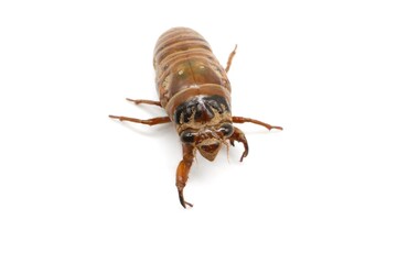 羽化していないクマゼミ（オス）の幼虫