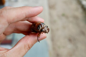 羽化していないクマゼミ（オス）の幼虫