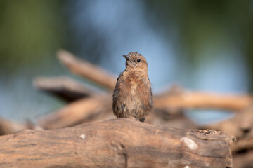 A female Indian robin (Copsychus fulicatus) spotted in Bera in Rajasthan, India