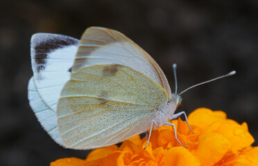 A white butterfly on a yellow flower