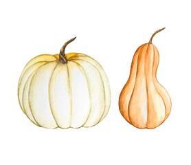 Hand drawn watercolor pumpkins, autumn illustration