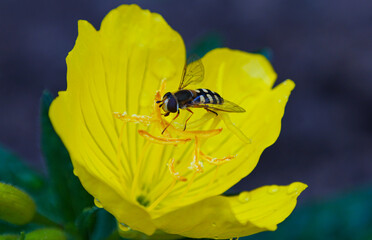 A yellow bee in a yellow flower