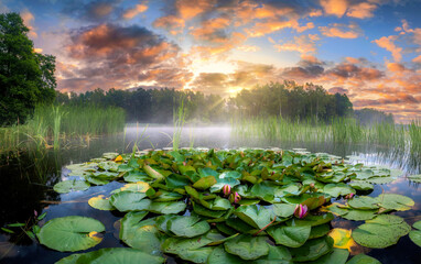 Beautiful summer sunrise with water lily flowers in the lake