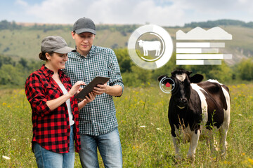 Farmers with tablet computer inspects cows in the pasture. Herd management concept.