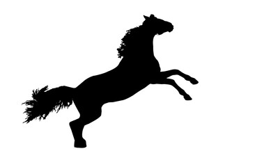 Fototapeta na wymiar silhouette of a beautiful horse in a jump, on a white background