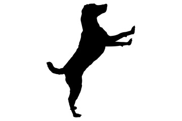 Silhouette of the body of jack Russell sitting on the side - 514753233