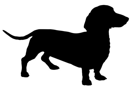 Silhouette of the body of a dachshund sitting on the side