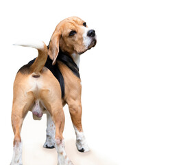 funny dog beagle stands isolated on white background