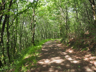 senderos formando la bonita ruta de senderismo de las gándaras, transcurriendo entre   las aguas claras del río cabalar, robles y pastizales verdes, vilasantar, galicia, españa, europa
