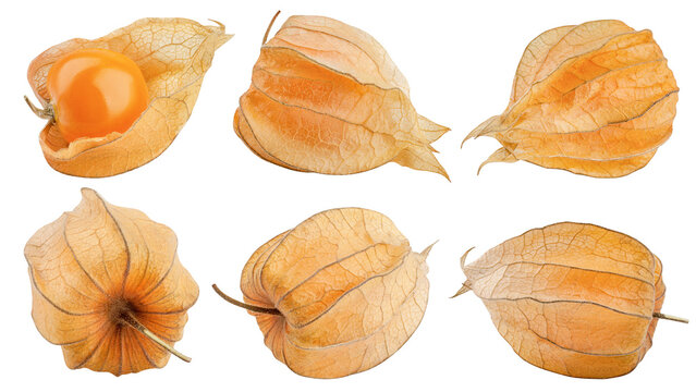 Cape gooseberry, physalis isolated on white background, clipping path, full depth of field