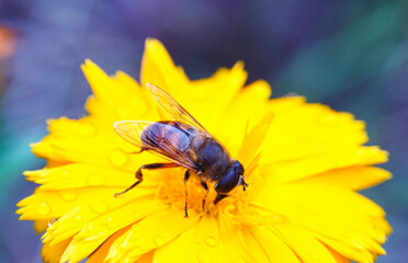 Bees in a yellow flower