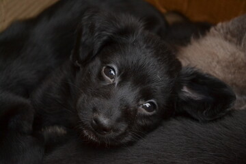 Cute black puppy