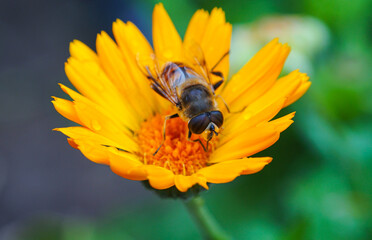 Bees in a yellow flower