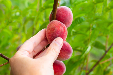 The gardener collects red ripe peaches from a tree branch. Fruit growing and harvesting