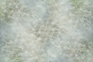macro fluffy dandelions background texture