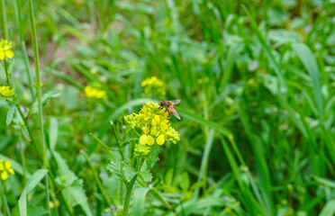 The bees landed on a yellow flower