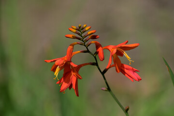 ヒメヒオウギズイセン