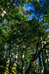 Fototapeta premium 朝の自然風景 南アルプスの森