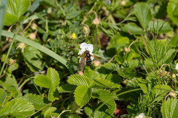 Large-headed hoverfly (lat. Ceriana conopsoides) on a wild strawberry flower