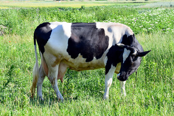 spotted cow grazing in the meadow