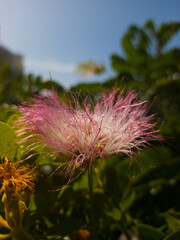 low budget mobile camera RAW image