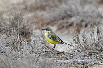 Schafstelze, Maskenschafstelze // Black-headed wagtail (Motacilla flava feldegg) - Region Mazedonien , Griechenland