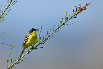 Black-headed wagtail // Schafstelze, Maskenschafstelze (Motacilla flava feldegg) - region Macedonia, Greece