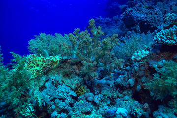 coral reef background, underwater marine life ecosystem ocean sea
