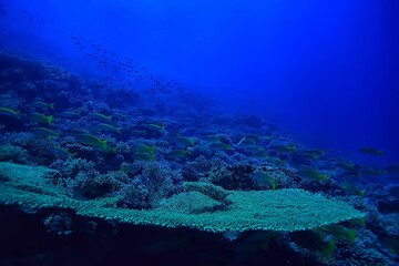 coral reef background, underwater marine life ecosystem ocean sea