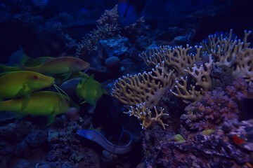 moray eel under water, nature photo wild snake predator marine in the ocean