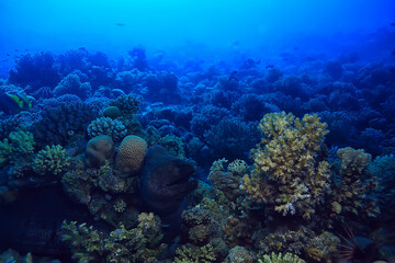 moray eel under water, nature photo wild snake predator marine in the ocean