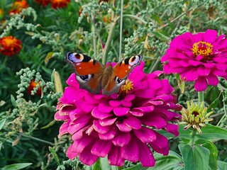 butterfly on a purple flower