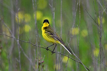 Black-headed wagtail // Schafstelze, Maskenschafstelze (Motacilla flava feldegg) - region Macedonia, Greece