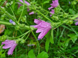 the garden flower close up