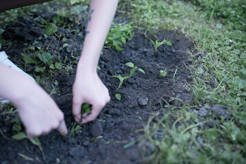 Planting pepper seedlings in the open ground. High quality photo