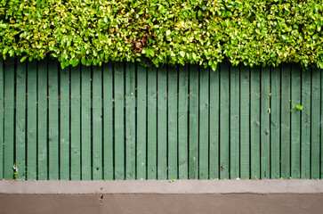 green fence and hedge