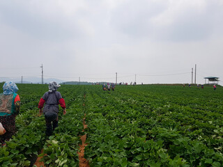 farmer in field