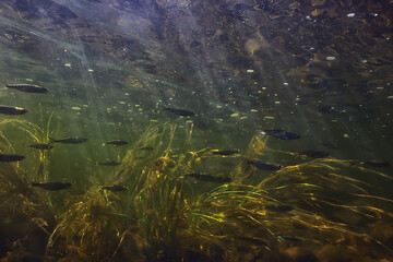school of fish freshwater aquarium, background ecology fish underwater